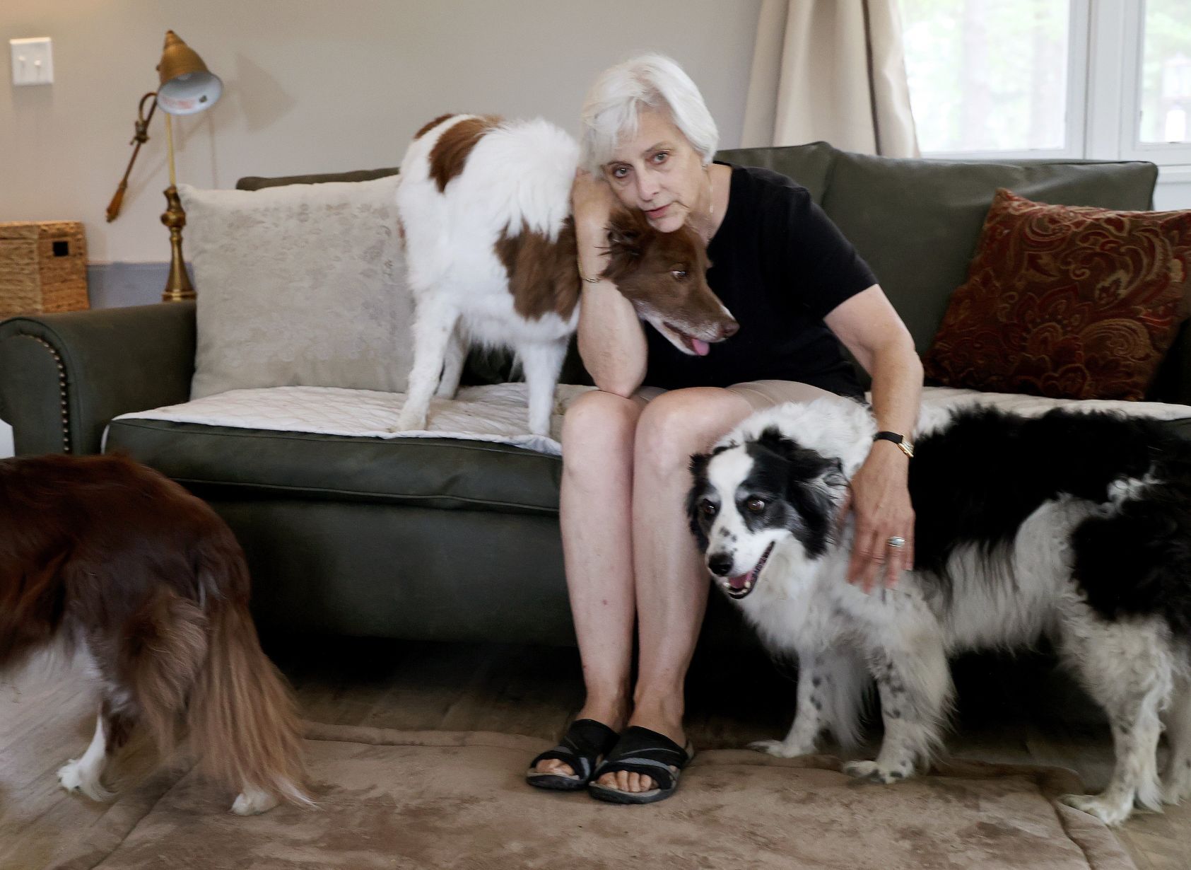 Glen Highland Border Collie Rescue & Sanctuary